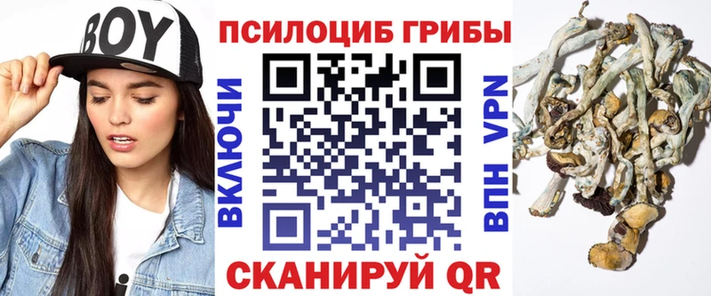 Псилоцибиновые грибы Cubensis мориарти телеграм Темников